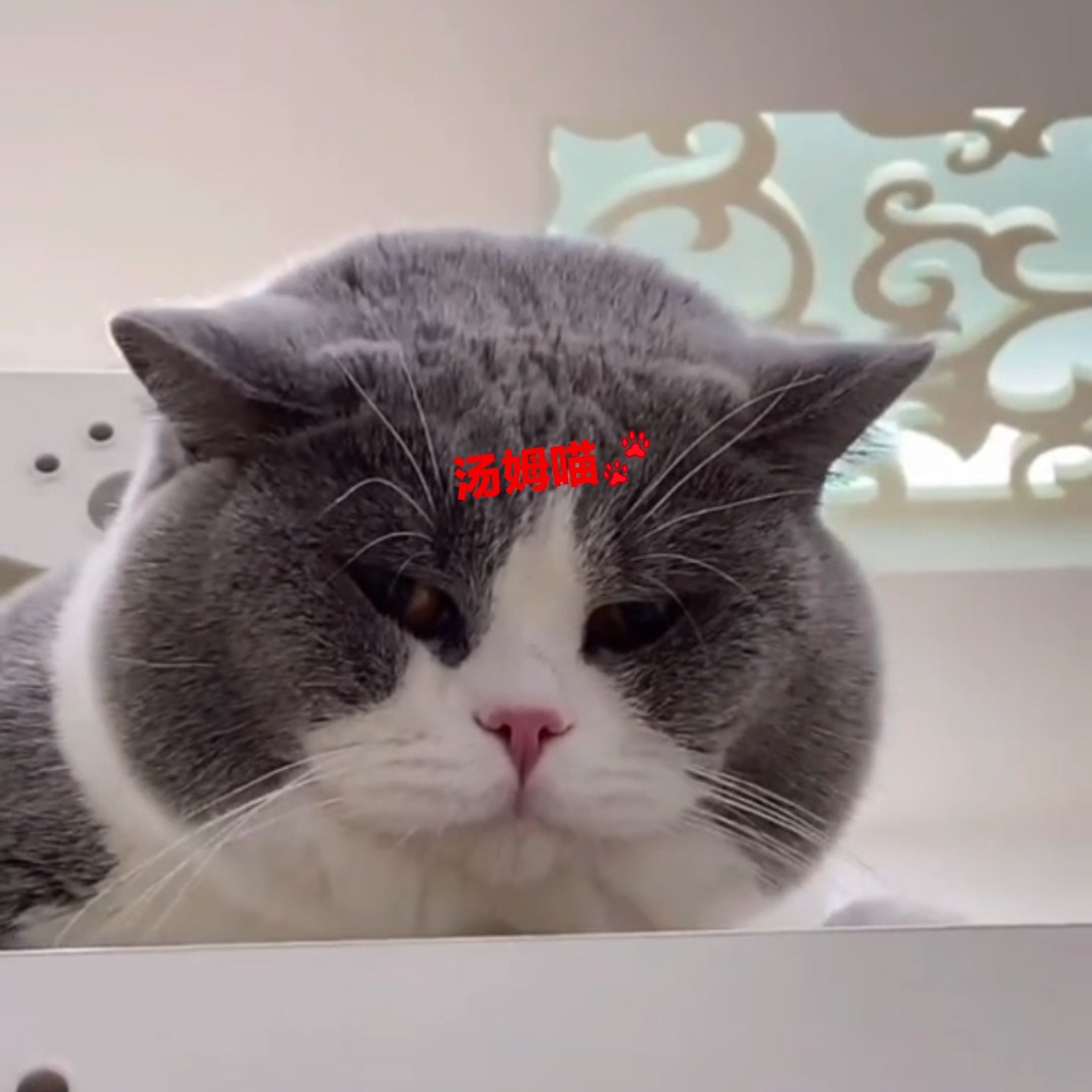 赛级蓝猫蓝白猫矮脚短腿曼基康cfa纯种澳血英国短毛猫蓝白矮脚小公母